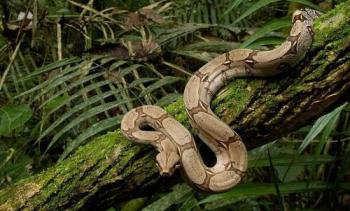 snake-constrictor